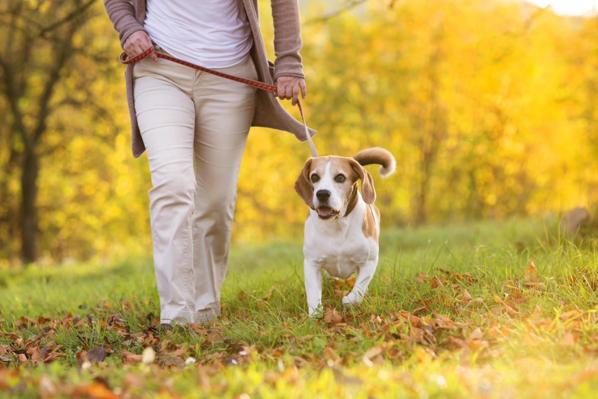 Dog friendly walking routes East Kilbride.