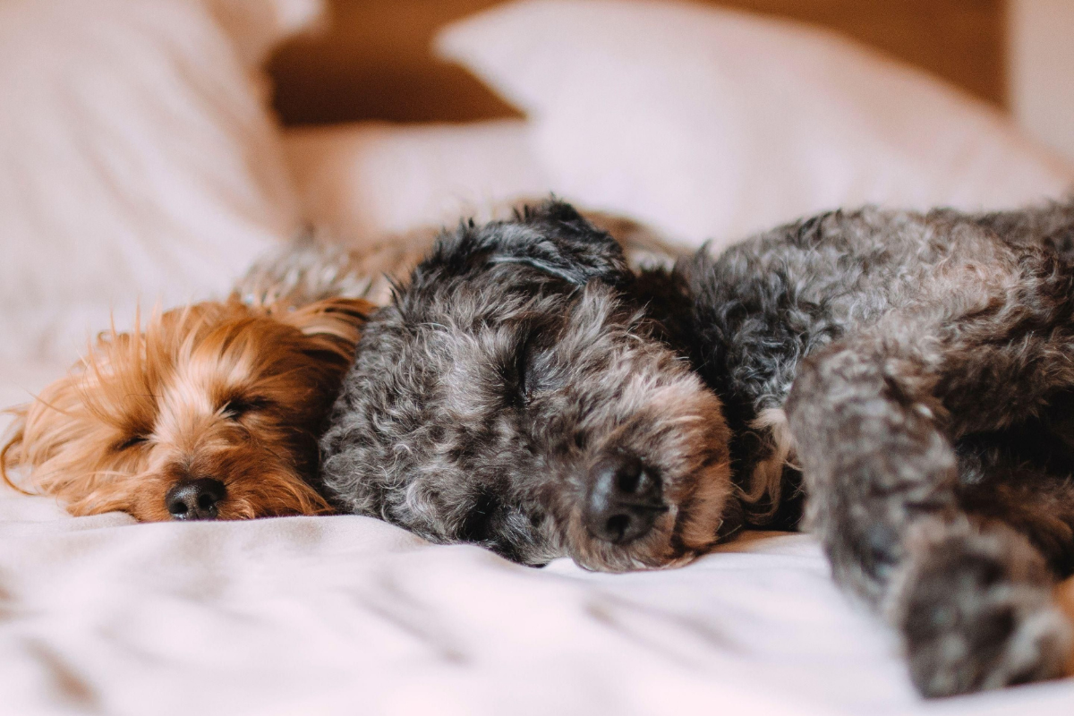 Dog Friendly hotel East Kilbride.