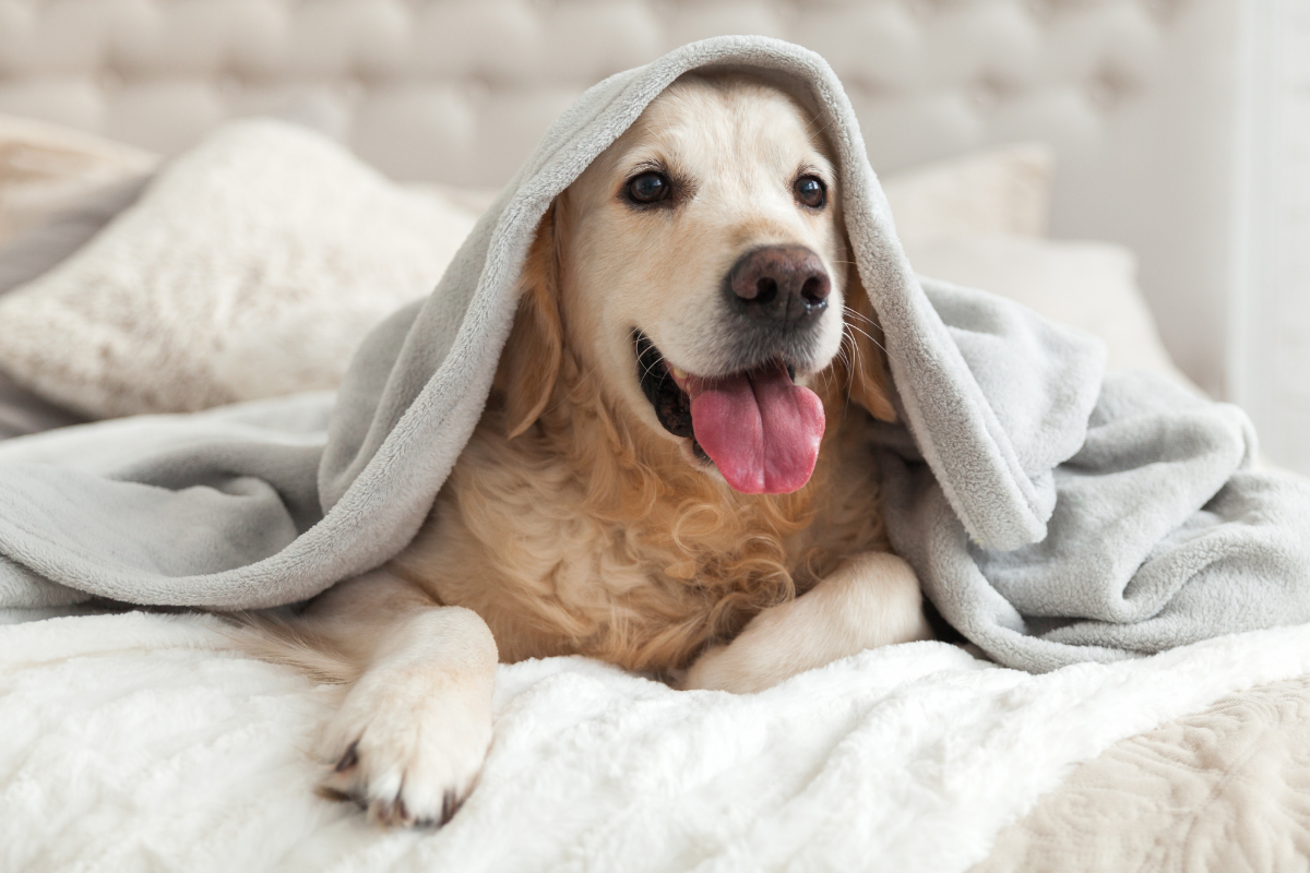 Dog friendly hotel package East Kilbride.